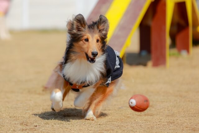 犬がボールを追いかける